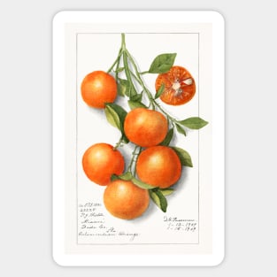 Oranges (Calamondian) (1919) Sticker